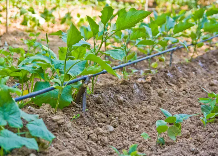 Drip Irrigation systems | sprinkler design | Slow flow water systems