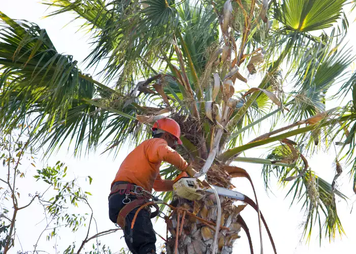 Tree Service Near Me | tree trimming | tree pruning | tree cutting | tree removal | Tree Service