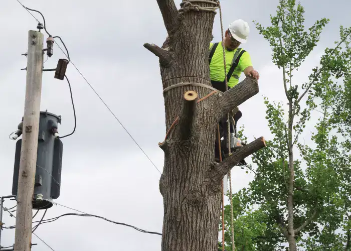 Tree Service | pruning | tree trimming | Tree Services